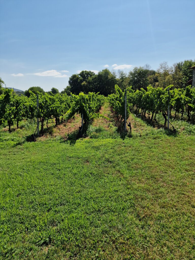 liakou winery meteora