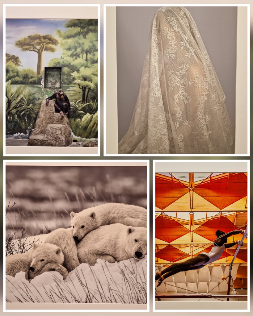 Mostre fotografiche: sony world photography awards