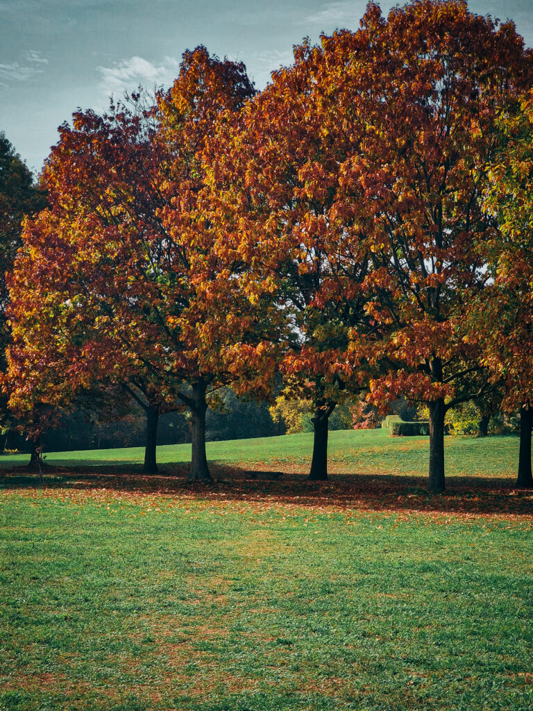 Foliage in Piemonte e Lombardia - - parco di monza