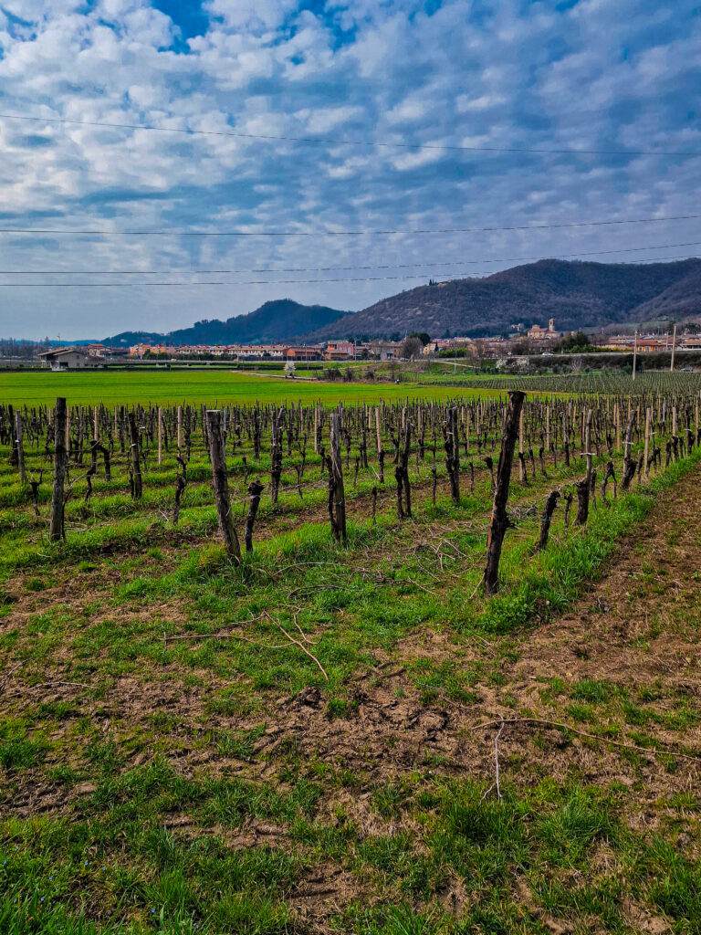 Vigneti di Chardonnay In franciacorta, Italia