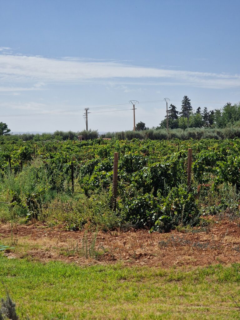 Vigneti di Chardonnay nella regione di Meknès Marocco
