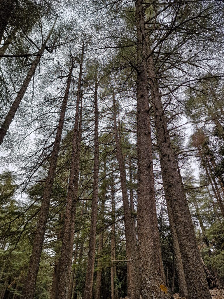 Foresta di Azrou