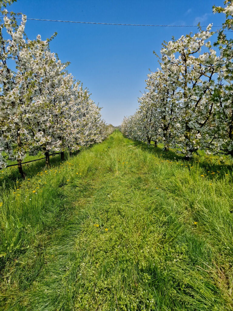Fioritura dei ciliegi Villanova D'Arda