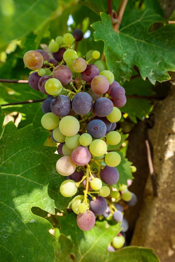 Visita Cantina Margiotta - Grappolo d'uva con acini in fase di maturazione tra sfumature di verde e viola su una vite.